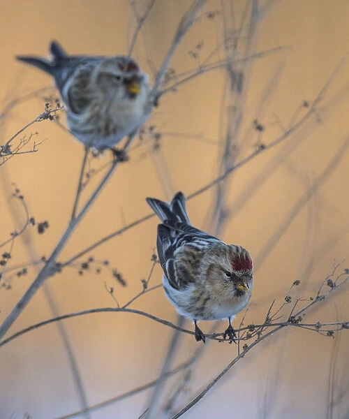 Common redpoll (Acanthis flammea) two birds perched, Finland, January