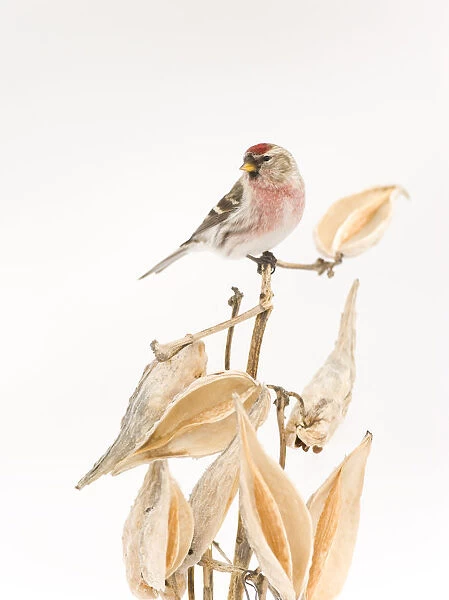 Common Redpoll (Carduelis flammea) male perched on milkweed stem (Asclepias sp)