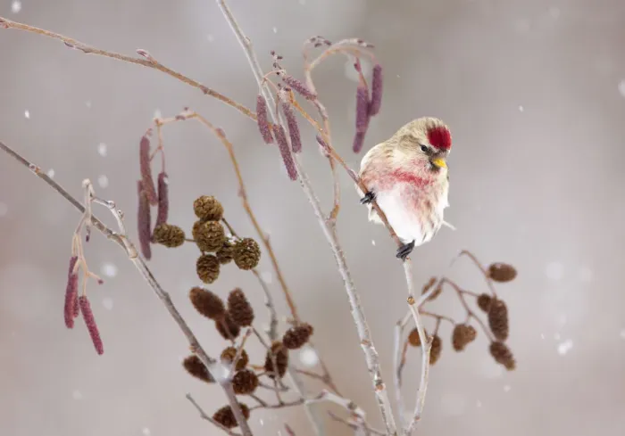 Framed Print : Common redpoll (Carduelis flammea), male perched in alder (Alnus rugosa) during a Framed Print : Common redpoll (Carduelis flammea), male perched in alder (Alnus rugosa) during a