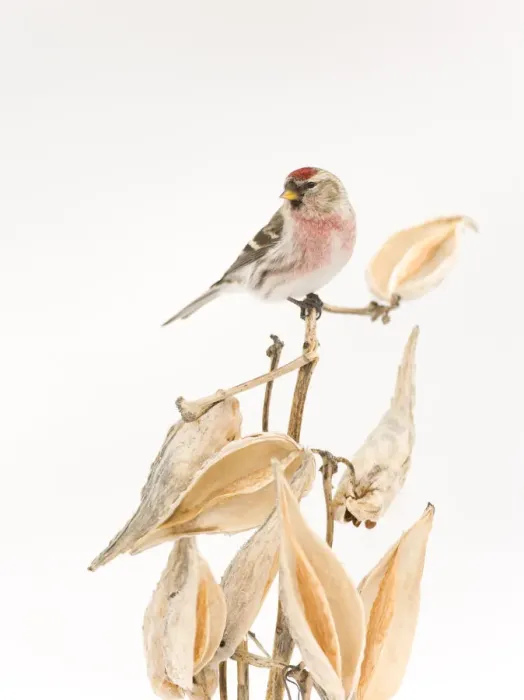 Framed Print : Common Redpoll (Carduelis flammea) male perched on milkweed stem (Asclepias sp)