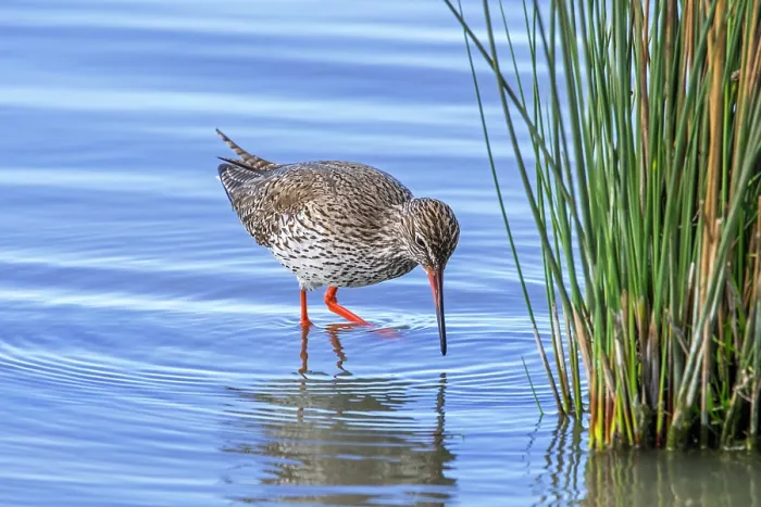 Framed Print : Common redshank (Tringa totanus) in breeding plumage foraging for small invertebrates in shallow water along pond shore in wetland, Zeeland, Netherlands. April