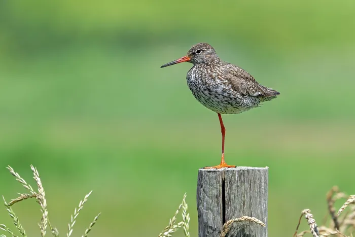 Framed Print : Common redshank (Tringa totanus) in breeding plumage perched on one leg on a wooden fence pole, Zeeland, Netherlands. June