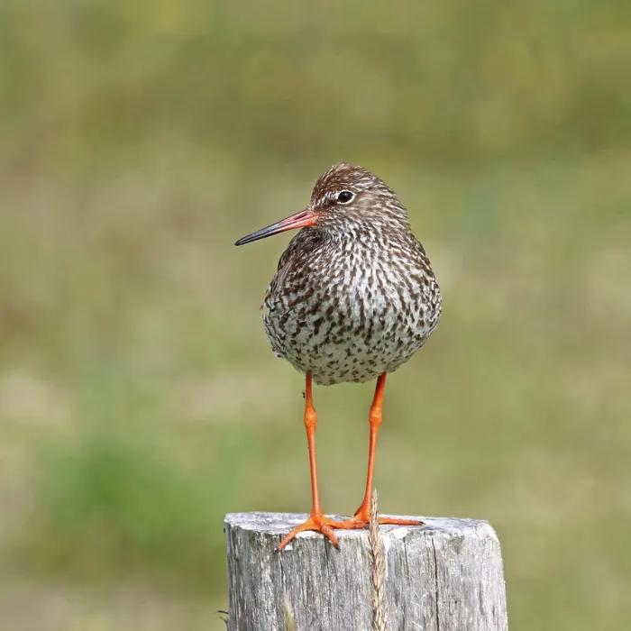 Framed Print : Common redshank (Tringa totanus) perched on wooden post, Germany. June Framed Print : Common redshank (Tringa totanus) perched on wooden post, Germany. June