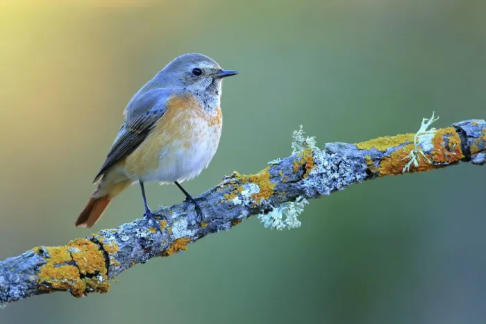 Framed Print : Common redstart (Phoenicurus phoenicurus), Sierra de Grazalema Natural Park, southern Spain Framed Print : Common redstart (Phoenicurus phoenicurus), Sierra de Grazalema Natural Park, southern Spain