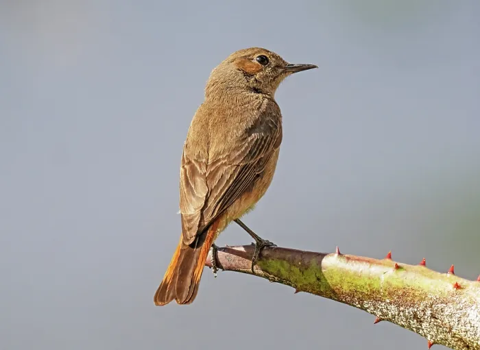 Framed Print : Common redstart (Phoenicurus phoenicurus) female, perched on a cactus spike, Malgas, Cape Province, South Africa Framed Print : Common redstart (Phoenicurus phoenicurus) female, perched on a cactus spike, Malgas, Cape Province, South Africa