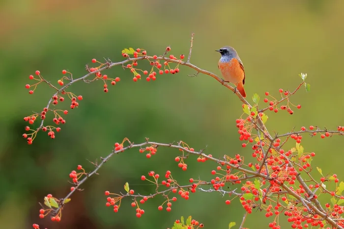 Framed Print : Common redstart (Phoenicurus phoenicurus) male, perched on a Hawthorn (Crataegus sp.) branch with fruits, Sierra de Grazalema Natural Park, Southern Spain. September Framed Print : Common redstart (Phoenicurus phoenicurus) male, perched on a Hawthorn (Crataegus sp.) branch with fruits, Sierra de Grazalema Natural Park, Southern Spain. September