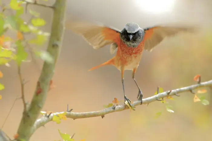 Framed Print : Common redstart (Phoenicurus phoenicurus) taking off, Sierra de Grazalema Natural Park Framed Print : Common redstart (Phoenicurus phoenicurus) taking off, Sierra de Grazalema Natural Park