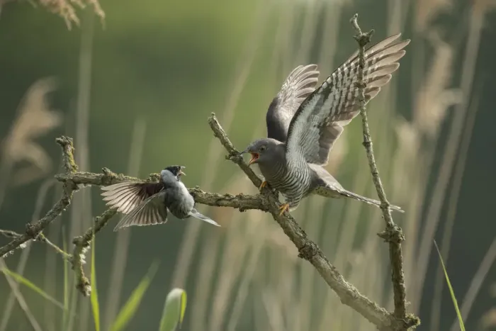 Framed Print : Common reed bunting (Emberiza schoeniclus) attacking Common cuckoo (Cuculus canorus) Framed Print : Common reed bunting (Emberiza schoeniclus) attacking Common cuckoo (Cuculus canorus)