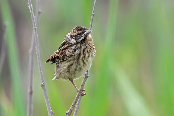 Framed Print : Common reed bunting (Emberiza schoeniclus) fledgling perched in bush in late spring, Flanders, Belgium. June Framed Print : Common reed bunting (Emberiza schoeniclus) fledgling perched in bush in late spring, Flanders, Belgium. June