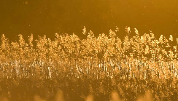 Common reed (Phragmites australis) backlit in evening light, Lithuania, May 2009
