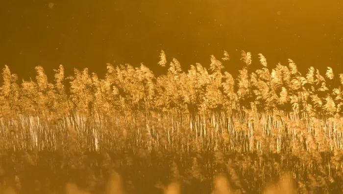 Framed Print : Common reed (Phragmites australis) backlit in evening light, Lithuania, May 2009 Framed Print : Common reed (Phragmites australis) backlit in evening light, Lithuania, May 2009