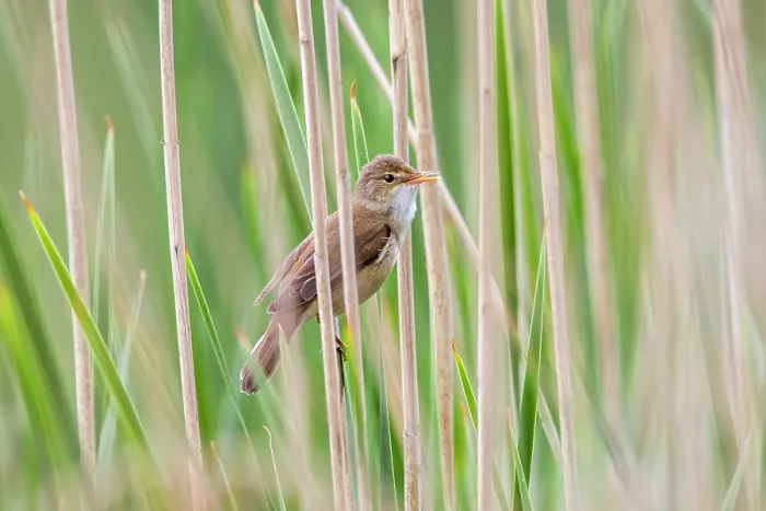 Framed Print : Common reed warbler (Acrocephalus scirpaceus) perched in reedbed along lake in spring, Flanders, Belgium. May Framed Print : Common reed warbler (Acrocephalus scirpaceus) perched in reedbed along lake in spring, Flanders, Belgium. May