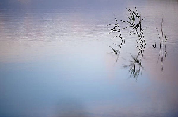 Common reeds {Phragmites communis}, reflected in water, Ham Wall (RSPB) Nature Reserve