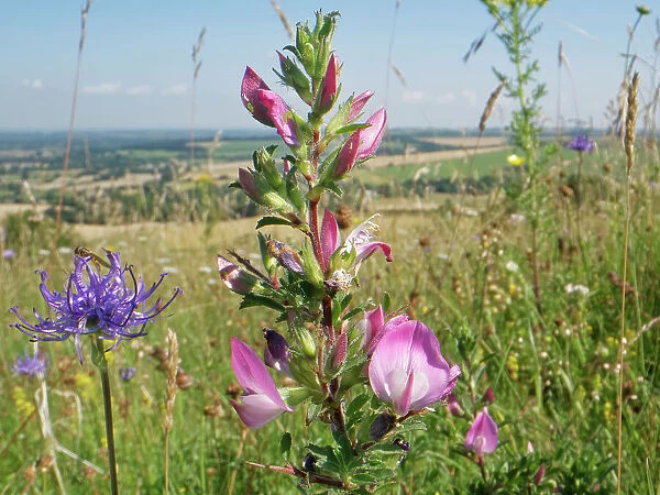 Common restharrow (Ononis repens) and Round-headed rampion (Phyteuma orbiculare) flowering on a chalk grassland hilltop, Marlborough Downs, Wiltshire, UK. July
