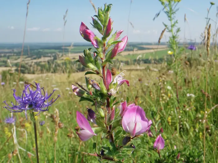 Framed Print : Common restharrow (Ononis repens) and Round-headed rampion (Phyteuma orbiculare) flowering on a chalk grassland hilltop, Marlborough Downs, Wiltshire, UK. July Framed Print : Common restharrow (Ononis repens) and Round-headed rampion (Phyteuma orbiculare) flowering on a chalk grassland hilltop, Marlborough Downs, Wiltshire, UK. July