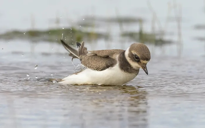 Framed Print : Common ringed plover (Charadrius hiaticula) juvenile bathing, Finland, August Framed Print : Common ringed plover (Charadrius hiaticula) juvenile bathing, Finland, August
