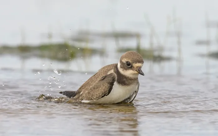 Framed Print : Common ringed plover (Charadrius hiaticula) juvenile bathing, Finland, August