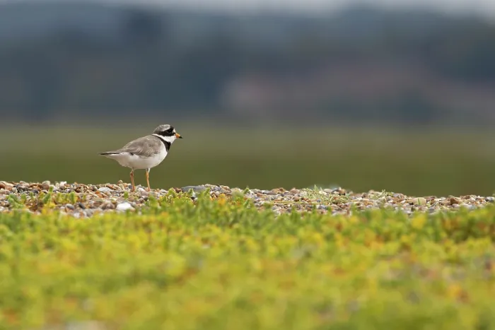 Framed Print : Common ringed plover (Charadrius hiaticula) on pebble beach, Norfolk, England, UK. September Framed Print : Common ringed plover (Charadrius hiaticula) on pebble beach, Norfolk, England, UK. September