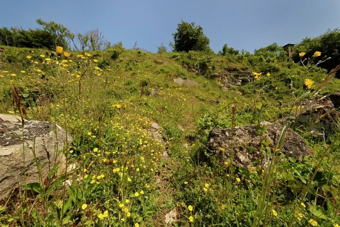 Framed Print : Common rock-rose (Helianthemum nummularium) and Spotted hawkweed (Hieracium maculatum) clumps flowering on a chalk grassland slope, Browne's Folly Nature Reserve Framed Print : Common rock-rose (Helianthemum nummularium) and Spotted hawkweed (Hieracium maculatum) clumps flowering on a chalk grassland slope, Browne's Folly Nature Reserve