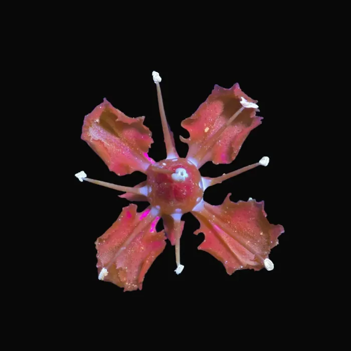 Framed Print : Common rue (Ruta graveolens) flower in UV light, pollen and nectar at base of petals fluorescing Framed Print : Common rue (Ruta graveolens) flower in UV light, pollen and nectar at base of petals fluorescing