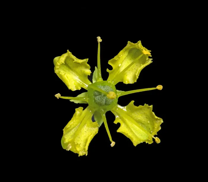 Framed Print : Common rue (Ruta graveolens) flower in visible light, nectar at base of petals
