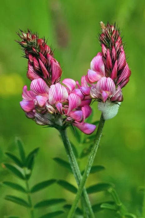 Framed Print : Common sainfoin (Onobrychis viciifolia) in flower, Kenley Common, Surrey, England, UK, June Framed Print : Common sainfoin (Onobrychis viciifolia) in flower, Kenley Common, Surrey, England, UK, June