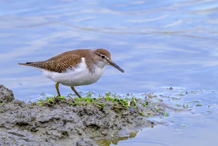 Framed Print : Common sandpiper (Actitis hypoleucos) foraging for invertebrates along muddy pond shore in wetland, Zeeland, Netherlands. August Framed Print : Common sandpiper (Actitis hypoleucos) foraging for invertebrates along muddy pond shore in wetland, Zeeland, Netherlands. August