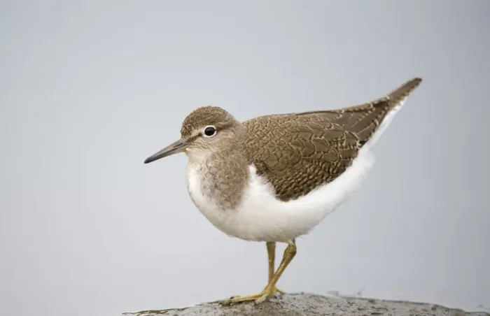 Framed Print : Common Sandpiper (Actitis hypoleucos) on rock, Elbe Biosphere Reserve, Lower Saxony Framed Print : Common Sandpiper (Actitis hypoleucos) on rock, Elbe Biosphere Reserve, Lower Saxony