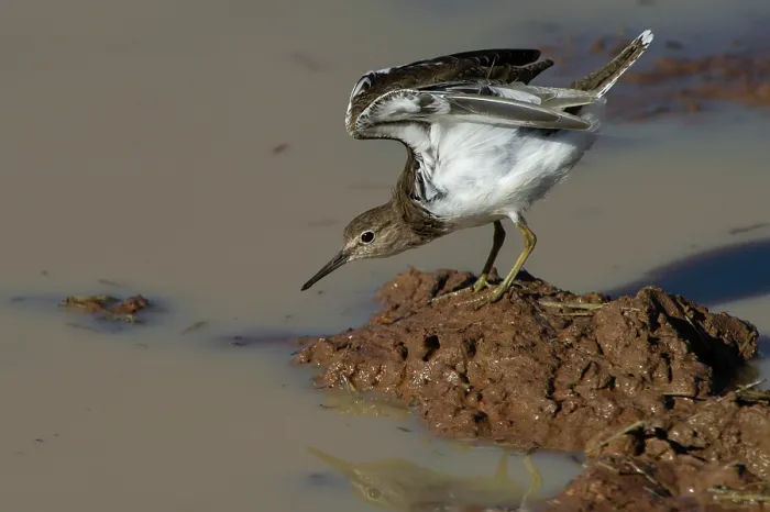 Framed Print : Common sandpiper (Actitis hypoleucos) standing on mud at water's edge stretching wings, Marakele Private Reserve, Waterberg Biosphere Reserve, Limpopo Province, South Africa Framed Print : Common sandpiper (Actitis hypoleucos) standing on mud at water's edge stretching wings, Marakele Private Reserve, Waterberg Biosphere Reserve, Limpopo Province, South Africa