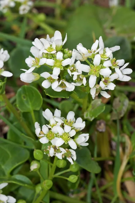 Framed Print : Common scurvygrass (Cochlearia officinalis) in flower, Bryher, Isles of Scilly, UK. May Framed Print : Common scurvygrass (Cochlearia officinalis) in flower, Bryher, Isles of Scilly, UK. May