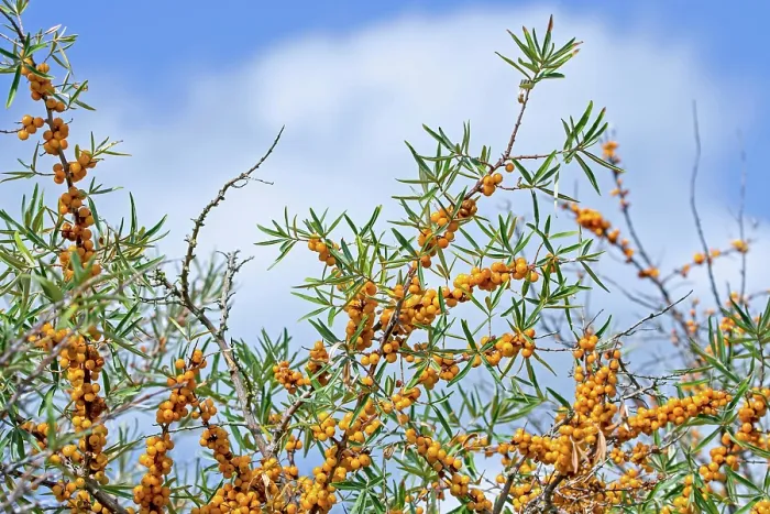 Framed Print : Common sea buckthorn (Hippophae rhamnoides) berries, North Sea coast, Belgium. August Framed Print : Common sea buckthorn (Hippophae rhamnoides) berries, North Sea coast, Belgium. August