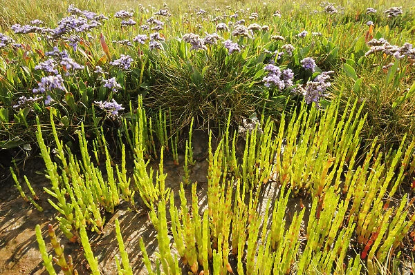 Common sea lavender (Limonium vulgare) and Common glasswort (Salicornia europaea) on saltmarsh