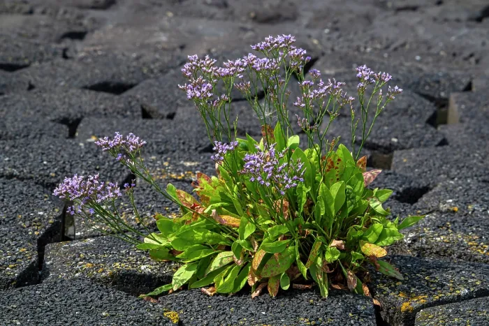Framed Print : Common sea-lavender (Limonium vulgare) in flower on dike along the North Sea coast, Zeeland, Netherlands. July Framed Print : Common sea-lavender (Limonium vulgare) in flower on dike along the North Sea coast, Zeeland, Netherlands. July