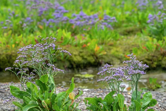 Framed Print : Common sea-lavender (Limonium vulgare) in flower in saltmarsh along the North Sea coast in summer, Zeeland, Netherlands. July Framed Print : Common sea-lavender (Limonium vulgare) in flower in saltmarsh along the North Sea coast in summer, Zeeland, Netherlands. July