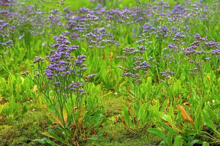 Framed Print : Common sea-lavender (Limonium vulgare) in flower in saltmarsh along the North Sea coast in summer, Zeeland, Netherlands. July Framed Print : Common sea-lavender (Limonium vulgare) in flower in saltmarsh along the North Sea coast in summer, Zeeland, Netherlands. July