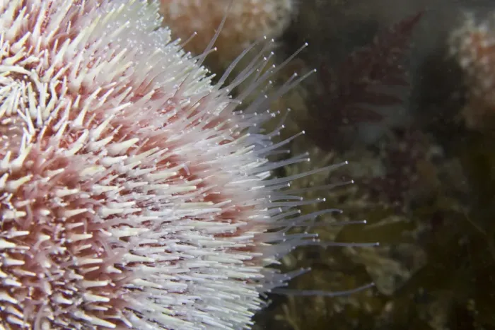 Framed Print : Common Sea Urchin (Echinus esculentus) close up to show hydraulic tube feet. Channel Islands Framed Print : Common Sea Urchin (Echinus esculentus) close up to show hydraulic tube feet. Channel Islands