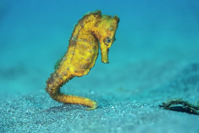 Framed Print : Common seahorse (Hippocampus kuda) female, portrait, Bitung, North Sulawesi, Indonesia, Lembeh Strait, Molucca Sea Framed Print : Common seahorse (Hippocampus kuda) female, portrait, Bitung, North Sulawesi, Indonesia, Lembeh Strait, Molucca Sea