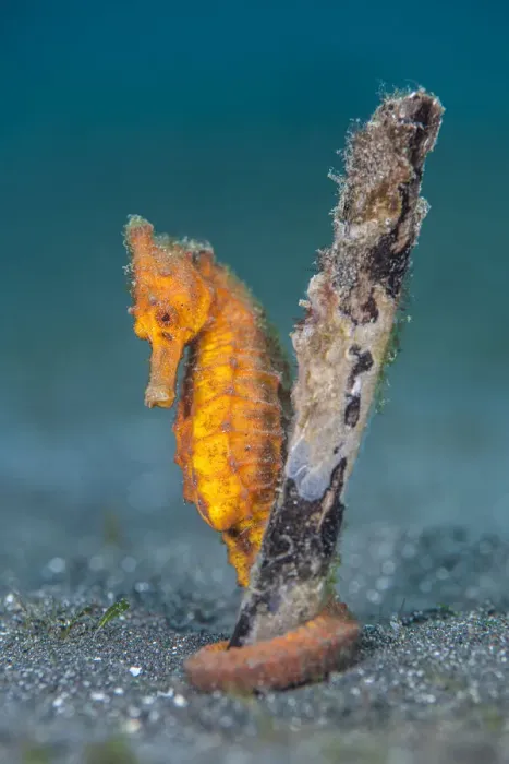 Framed Print : Common seahorse (Hippocampus kuda) female gripping onto a piece of waterlogged wood Framed Print : Common seahorse (Hippocampus kuda) female gripping onto a piece of waterlogged wood