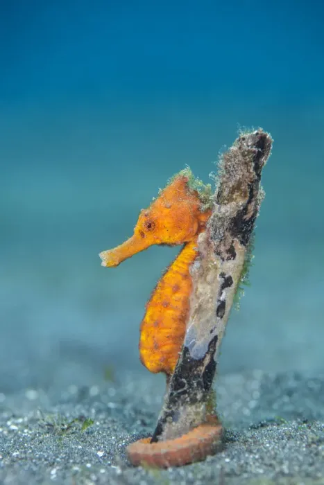 Framed Print : Common seahorse (Hippocampus kuda) female wrapping her prehensile tail around piece of Framed Print : Common seahorse (Hippocampus kuda) female wrapping her prehensile tail around piece of