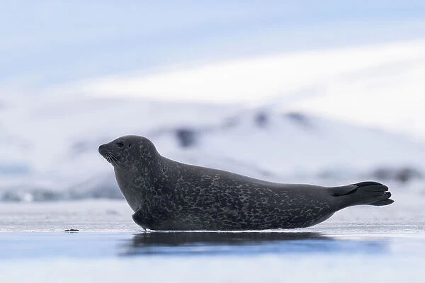 Common seal (Phoca vitulina) hauled out on ice, Iceland, March