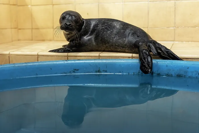Framed Print : Common seal (Phoca vitulina) orphaned pup next to its swimming pool in a wildlife sanctuary, Shetland Islands, Scotland, UK. June. Captive Framed Print : Common seal (Phoca vitulina) orphaned pup next to its swimming pool in a wildlife sanctuary, Shetland Islands, Scotland, UK. June. Captive