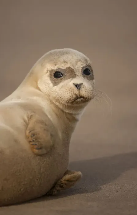 Framed Print : Common Seal (Phoca vitulina) pup, portrait on sand, Donna Nook, Lincolnshire, England Framed Print : Common Seal (Phoca vitulina) pup, portrait on sand, Donna Nook, Lincolnshire, England
