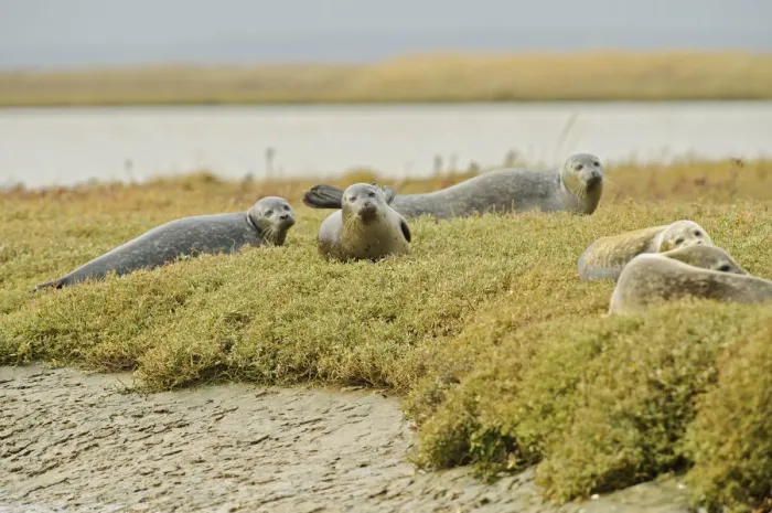 Framed Print : Common seals (Phoca vitulina) hauled out on saltmarsh, Wallasea Wild Coast Project Framed Print : Common seals (Phoca vitulina) hauled out on saltmarsh, Wallasea Wild Coast Project