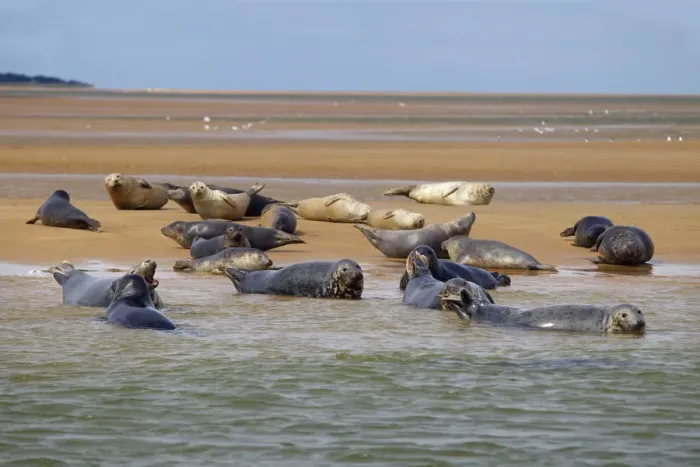Framed Print : Common Seals (Phoca vitulina) hauled out on sand bank at Blakeney Point, Norfolk, England