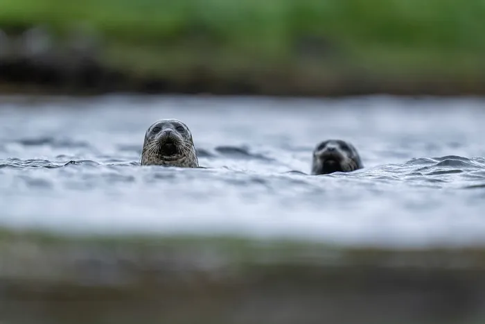 Framed Print : Two Common seals (Phoca vitulina) peeking out of the sea, Shetland Islands, Scotland, UK, North Sea. June Framed Print : Two Common seals (Phoca vitulina) peeking out of the sea, Shetland Islands, Scotland, UK, North Sea. June
