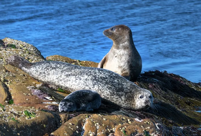 Framed Print : Two Common seals (Phoca vitulina) with a pup, resting on rocks, Shetland, Scotland, UK. June Framed Print : Two Common seals (Phoca vitulina) with a pup, resting on rocks, Shetland, Scotland, UK. June