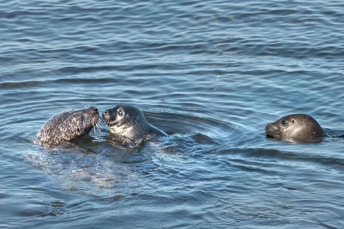 Framed Print : Two Common seals (Phoca vitulina) and pup in water, Bay of Scousburgh, Shetland, Scotland, UK. June Framed Print : Two Common seals (Phoca vitulina) and pup in water, Bay of Scousburgh, Shetland, Scotland, UK. June