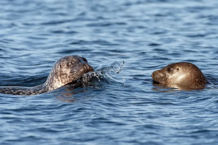 Framed Print : Two Common seals (Phoca vitulina) in water, Mainland, Shetland, Scotland, UK. June Framed Print : Two Common seals (Phoca vitulina) in water, Mainland, Shetland, Scotland, UK. June