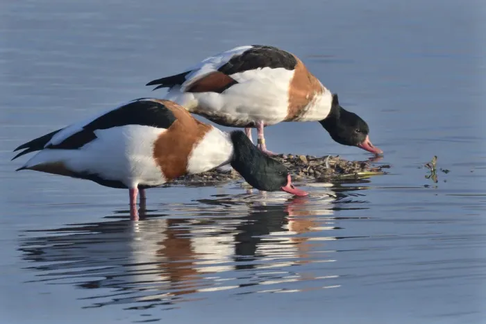 Framed Print : Common shelduck pair (Tadorna tadorna) standing and drinking in the margins of a shallow
