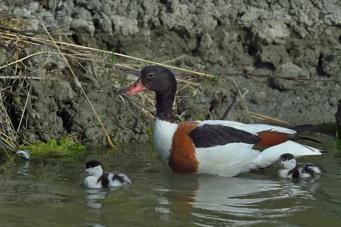 Framed Print : Common shelduck (Tadorna tadorna) with duckling on water, Marais de Vendee, France. May Framed Print : Common shelduck (Tadorna tadorna) with duckling on water, Marais de Vendee, France. May